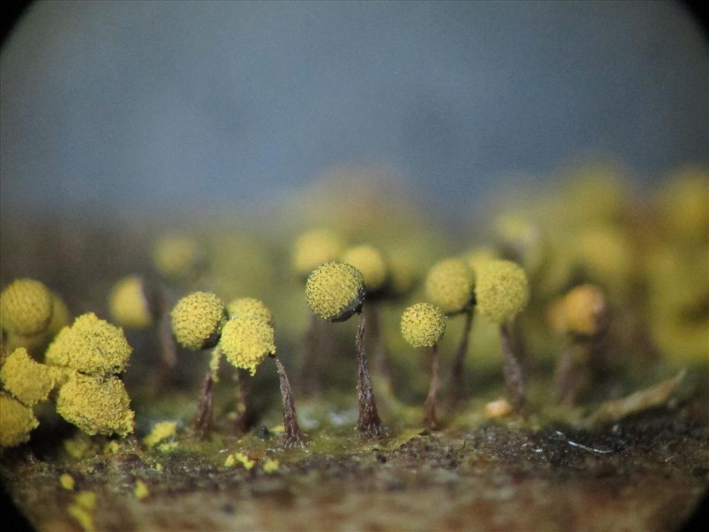 Cribraria aurantiaca (door Marian Jagers)