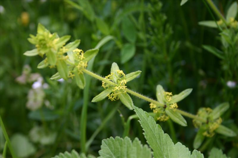 Cruciata laevipes (door Niels Jeurink)