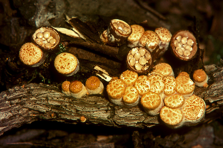 Crucibulum crucibuliforme (door Henk Huijser)