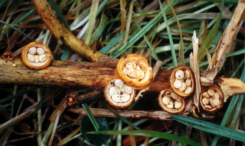 Crucibulum crucibuliforme (door Aldert Gutter)