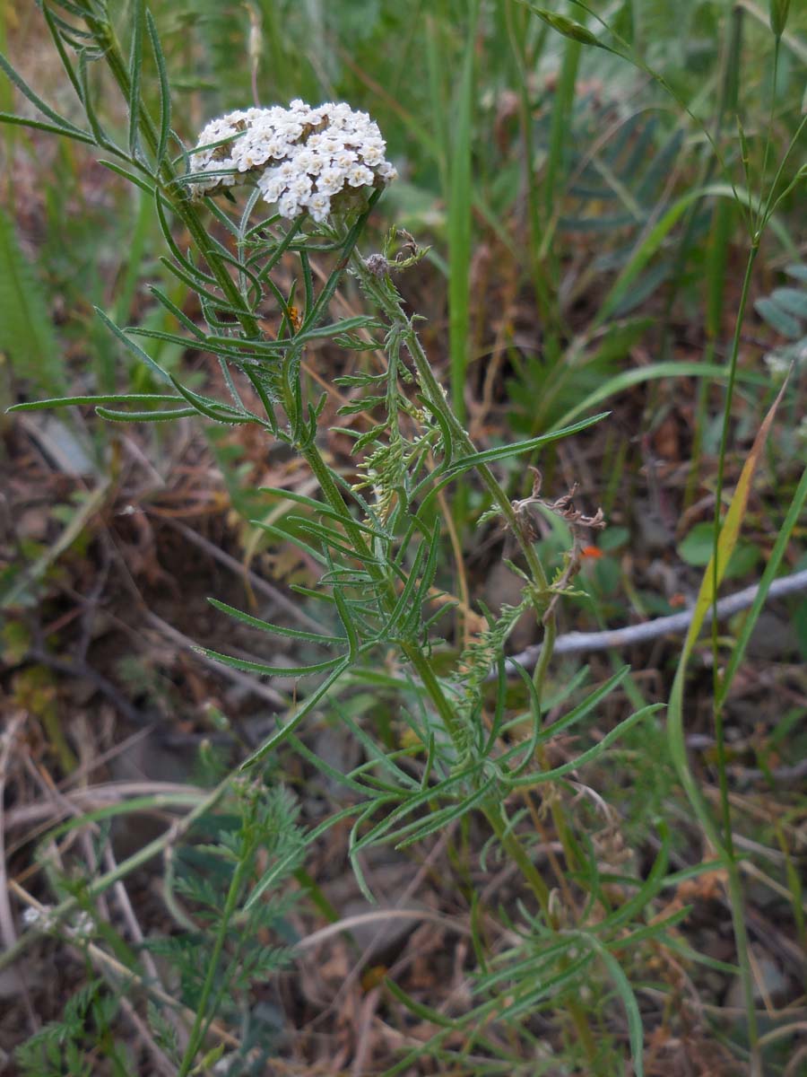 Crupina vulgaris (door Ed Stikvoort)