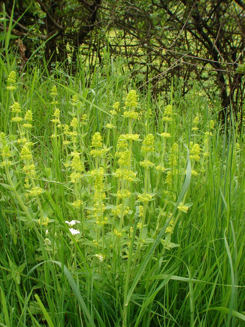 Cruciata laevipes (door Adrie van Heerden)