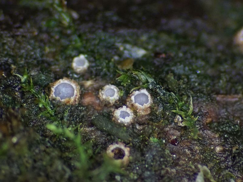 Cryptodiscus rhopaloides (door Marian Jagers)