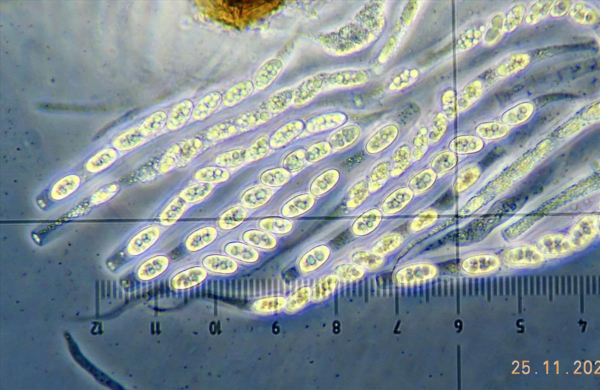 Cryptonectriella biparasitica (door Eduard Osieck)