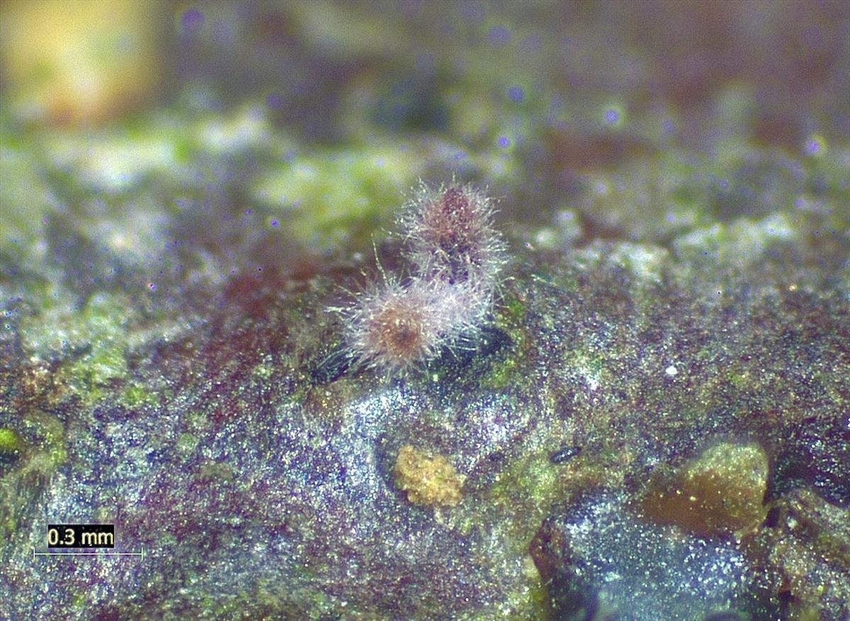 Cryptonectriella biparasitica (door Eduard Osieck)