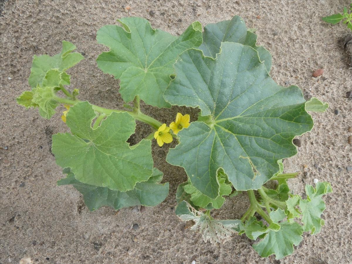 Cucumis melo (door Claud Biemans)