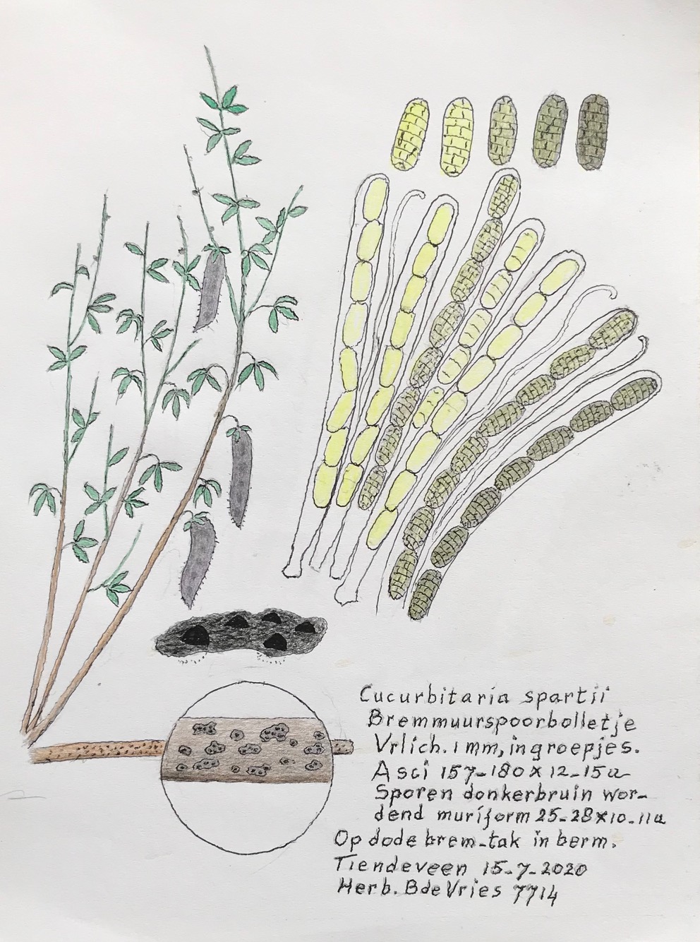 Cucurbitaria spartii (door Bernhard de Vries)