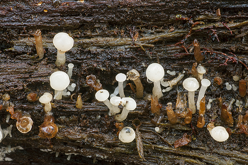 Cudoniella acicularis (door Nico Dam)