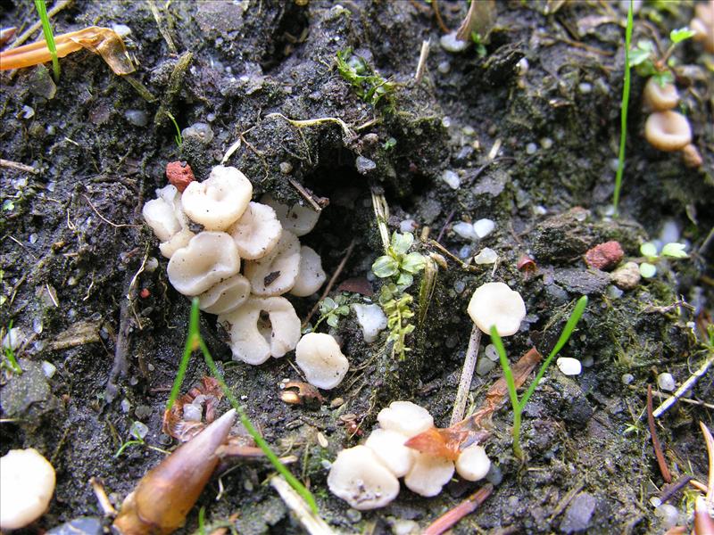 Cudoniella tenuispora (door Marian Jagers)