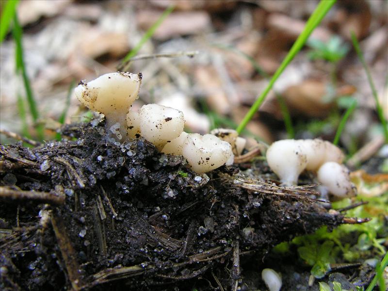 Cudoniella tenuispora (door Marian Jagers)