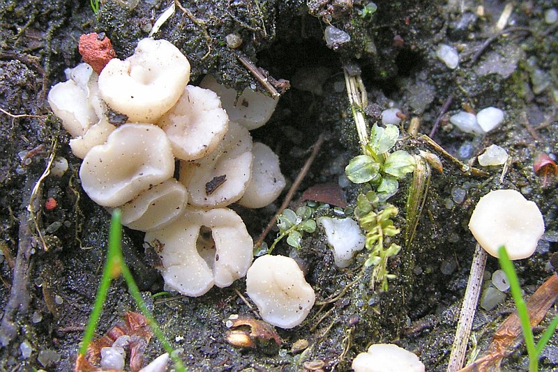 Cudoniella tenuispora (door Marian Jagers)