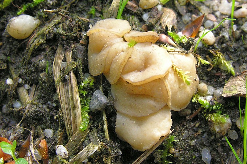 Cudoniella tenuispora (door Marian Jagers)