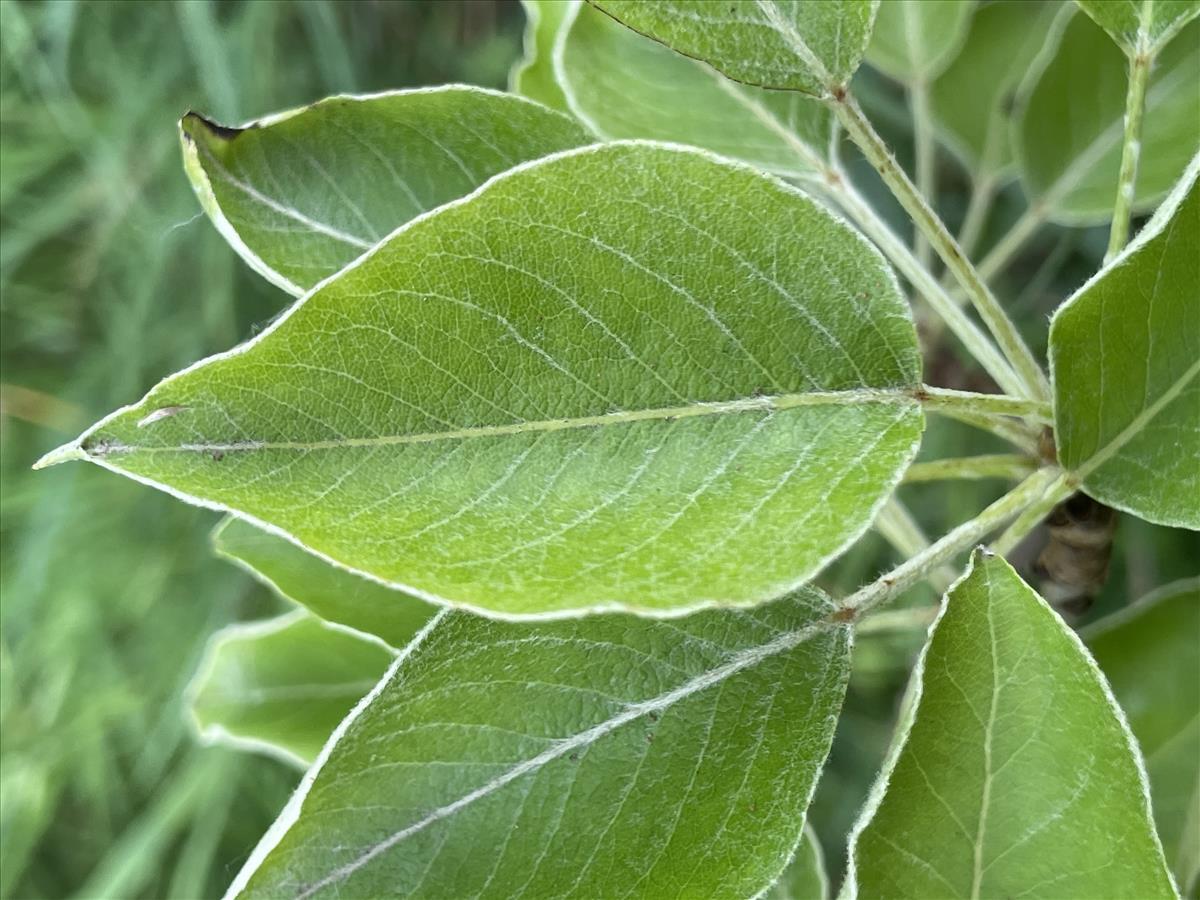 Pyrus communis (door Carleen de Graaf)