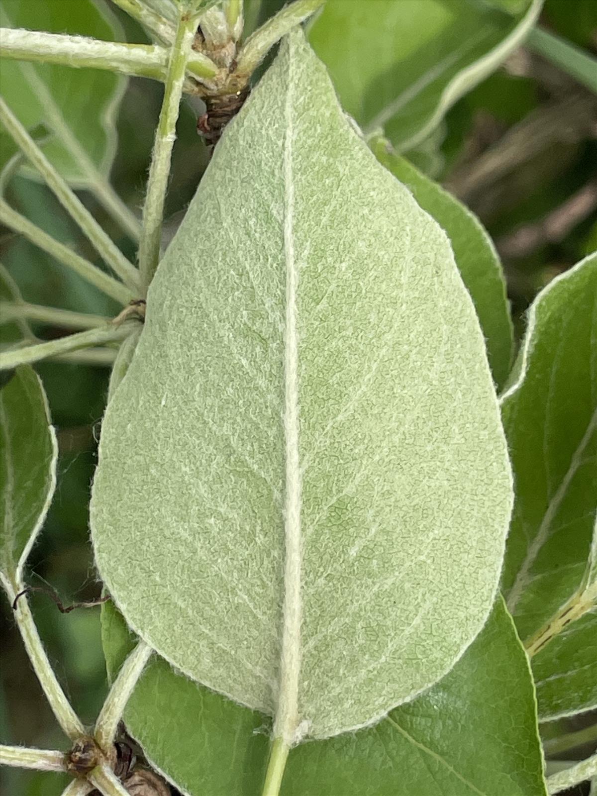 Pyrus communis (door Carleen de Graaf)