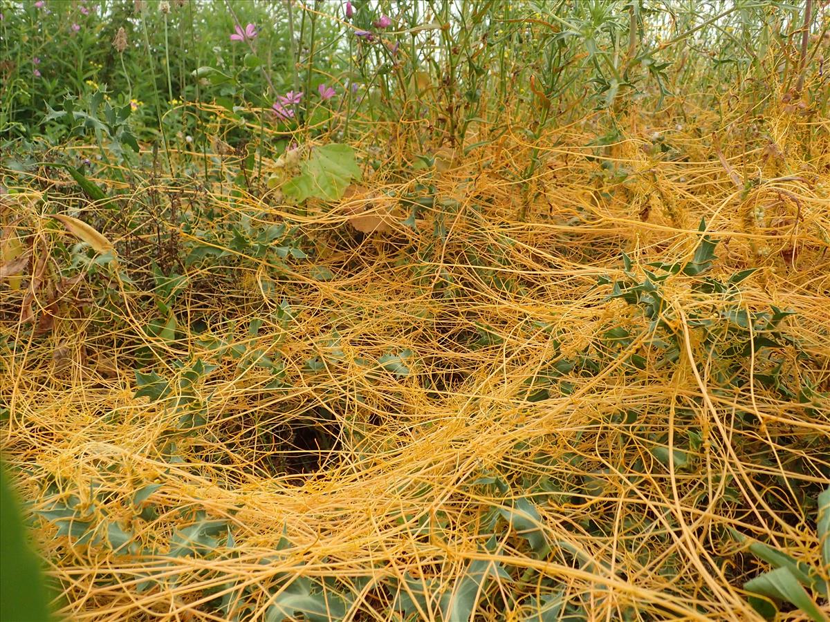 Cuscuta campestris (door Adrie van Heerden)