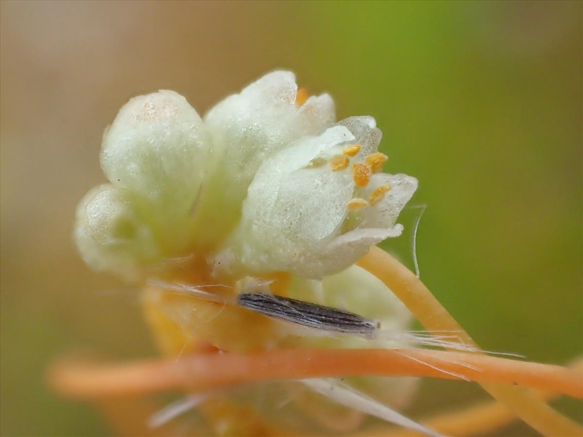 Cuscuta campestris (door Adrie van Heerden)