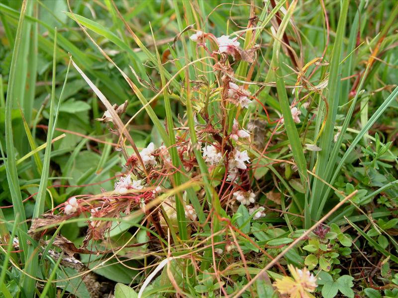 Cuscuta epithymum (door Adrie van Heerden)