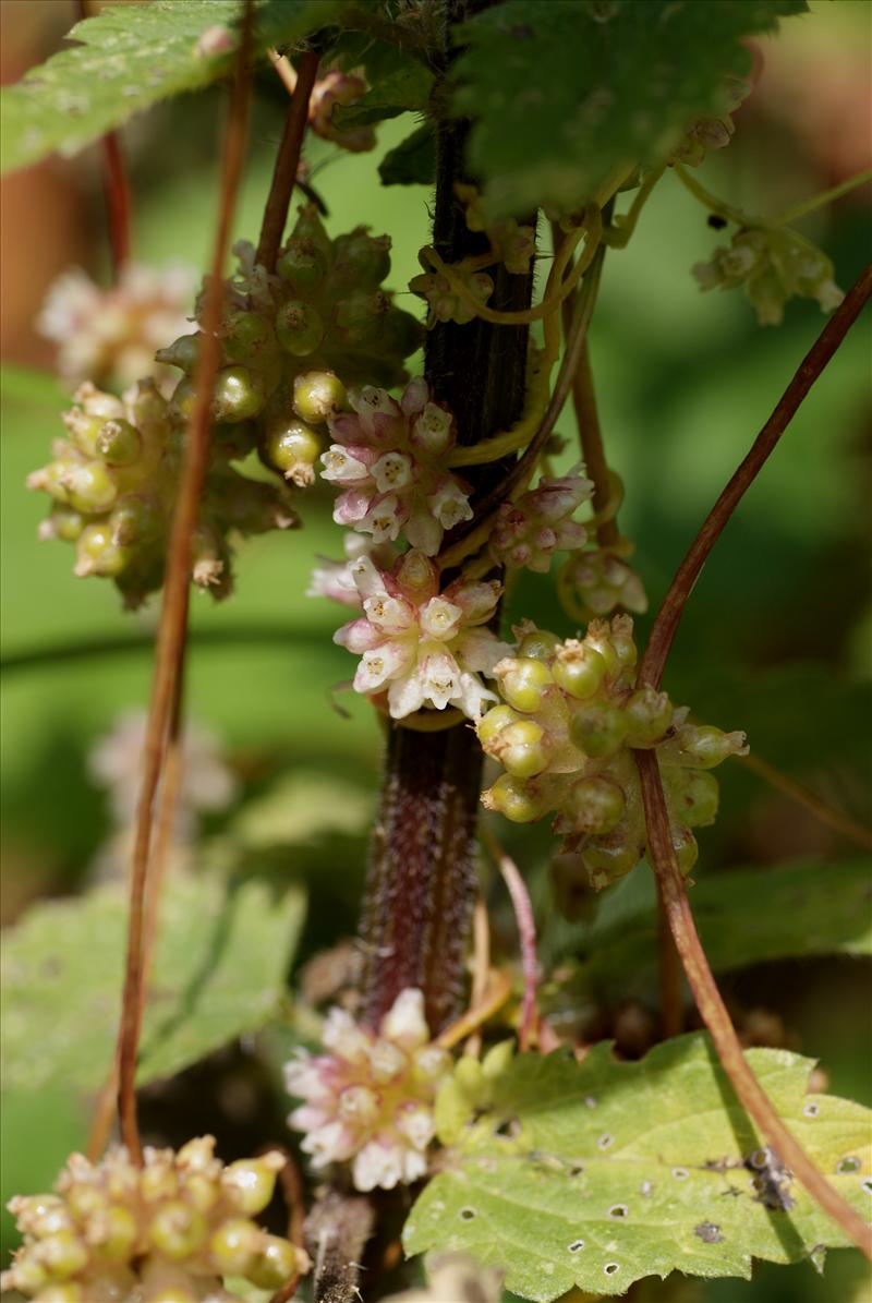 Cuscuta europaea (door Adrie van Heerden)