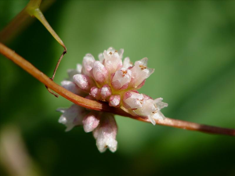 Cuscuta europaea (door Adrie van Heerden)