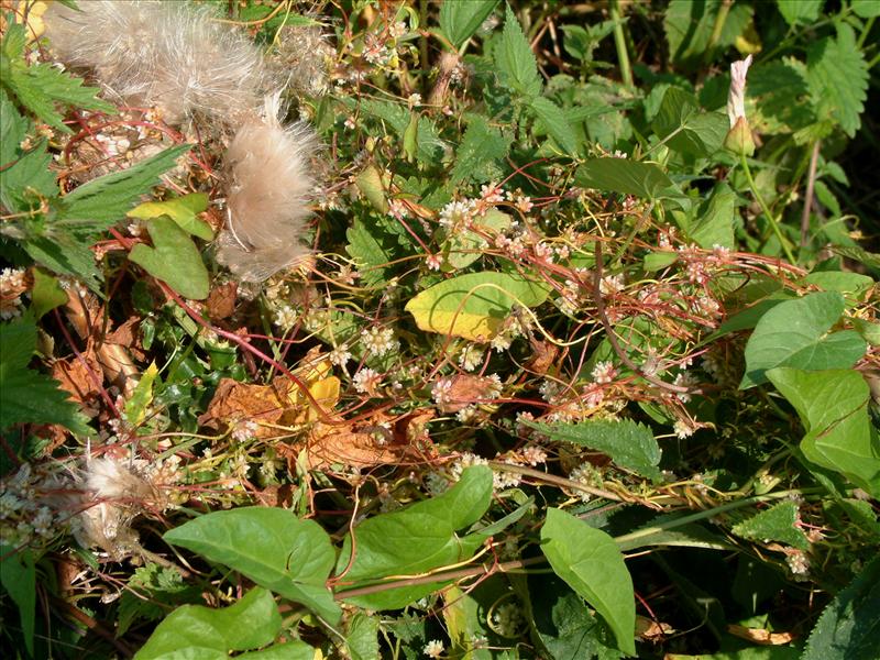 Cuscuta europaea (door Adrie van Heerden)