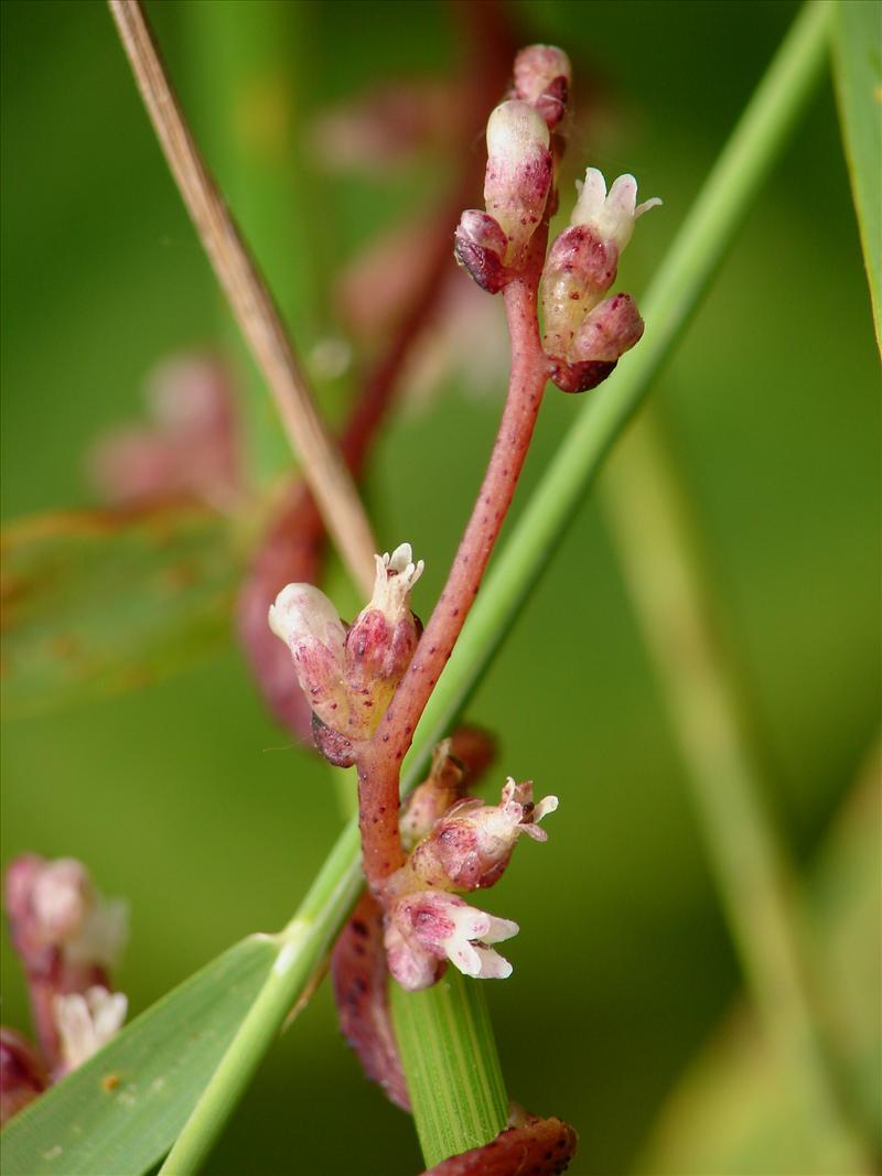 Cuscuta lupuliformis (door Adrie van Heerden)