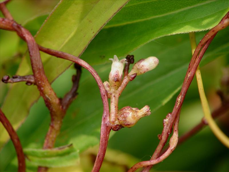 Cuscuta lupuliformis (door Adrie van Heerden)