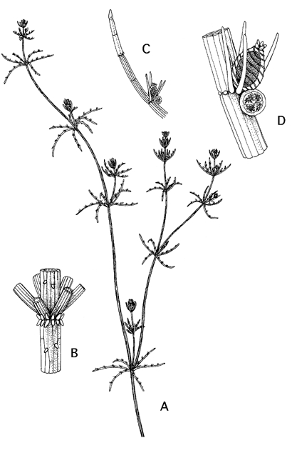 Chara vulgaris var. vulgaris (door Emile Nat)