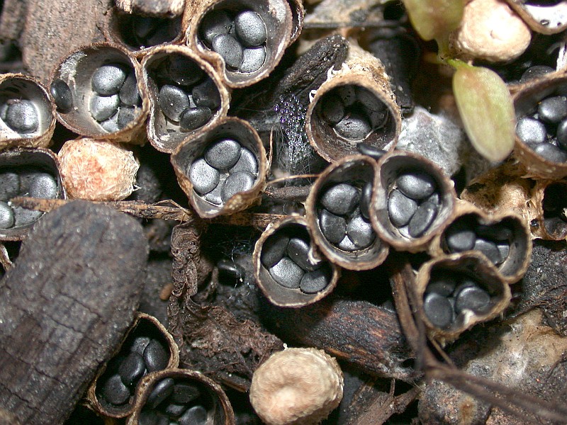 Cyathus stercoreus (door Teun de Hoyer)