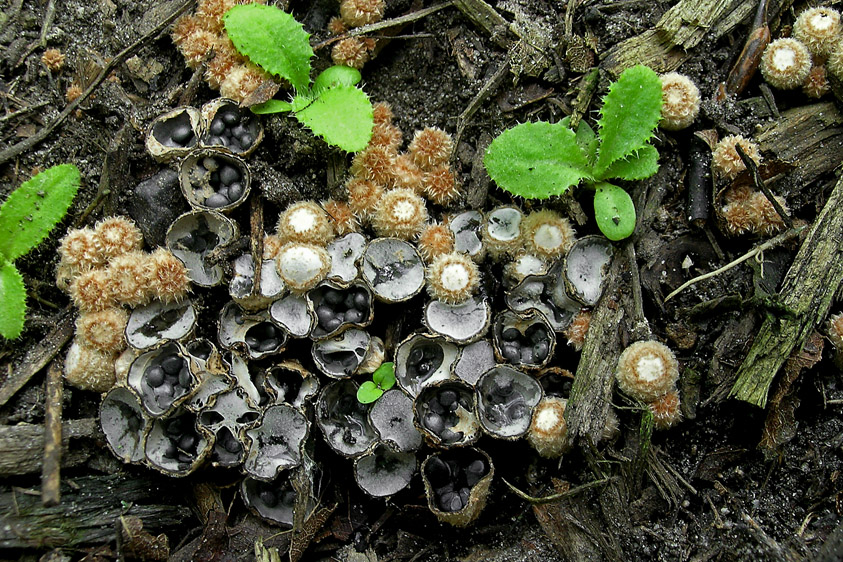 Cyathus stercoreus (door Henk Huijser)