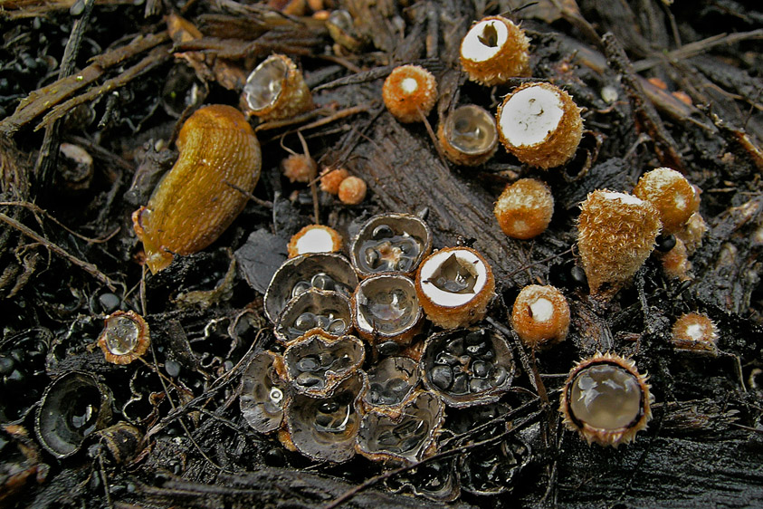 Cyathus stercoreus (door Henk Huijser)