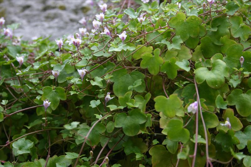 Cymbalaria muralis (door Niels Jeurink)