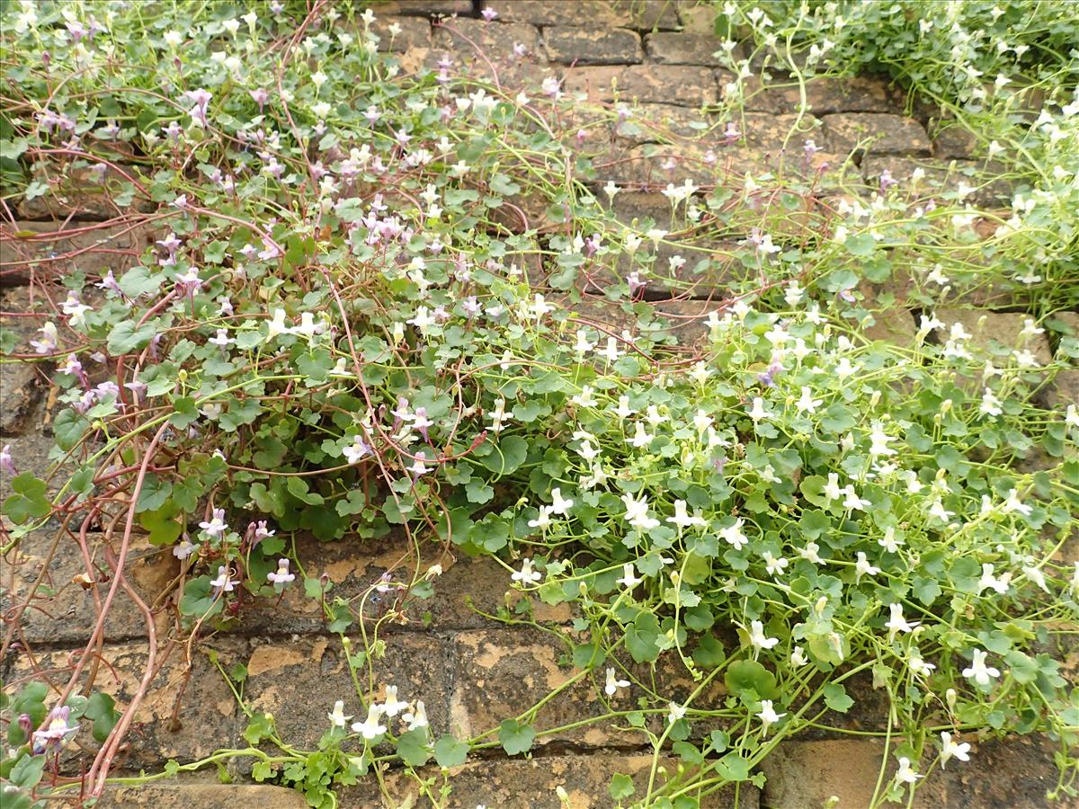 Cymbalaria muralis (door Adrie van Heerden)