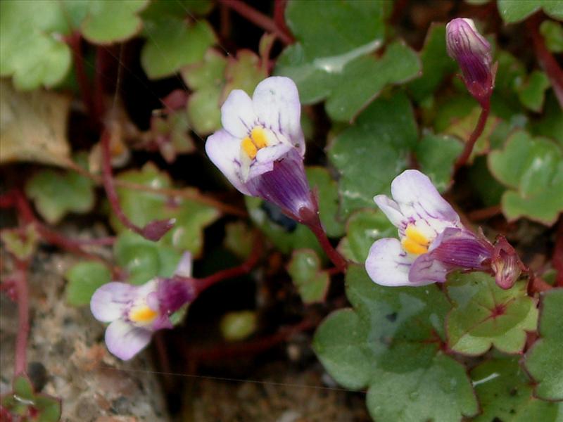 Cymbalaria muralis (door Adrie van Heerden)