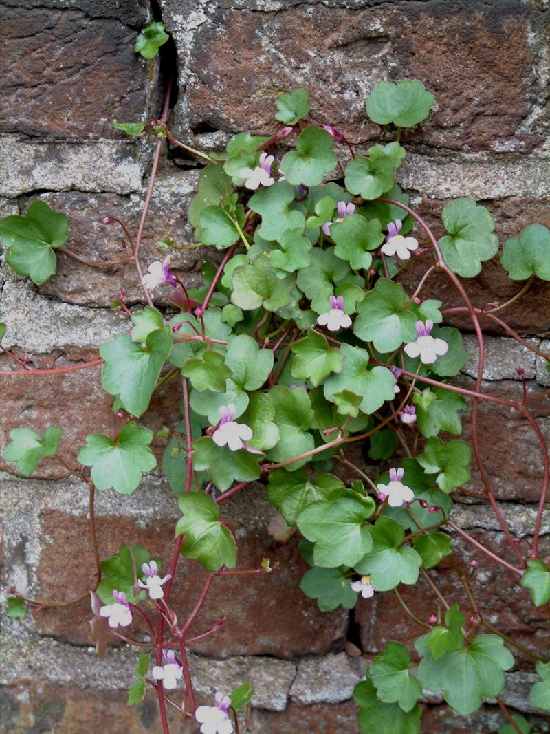 Cymbalaria muralis (door Adrie van Heerden)