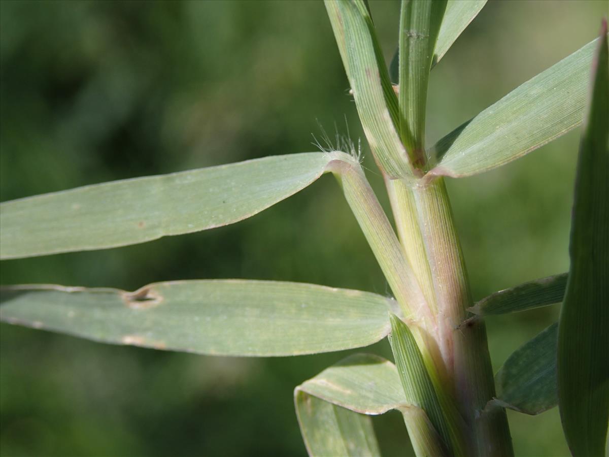 Cynodon dactylon (door Adrie van Heerden)