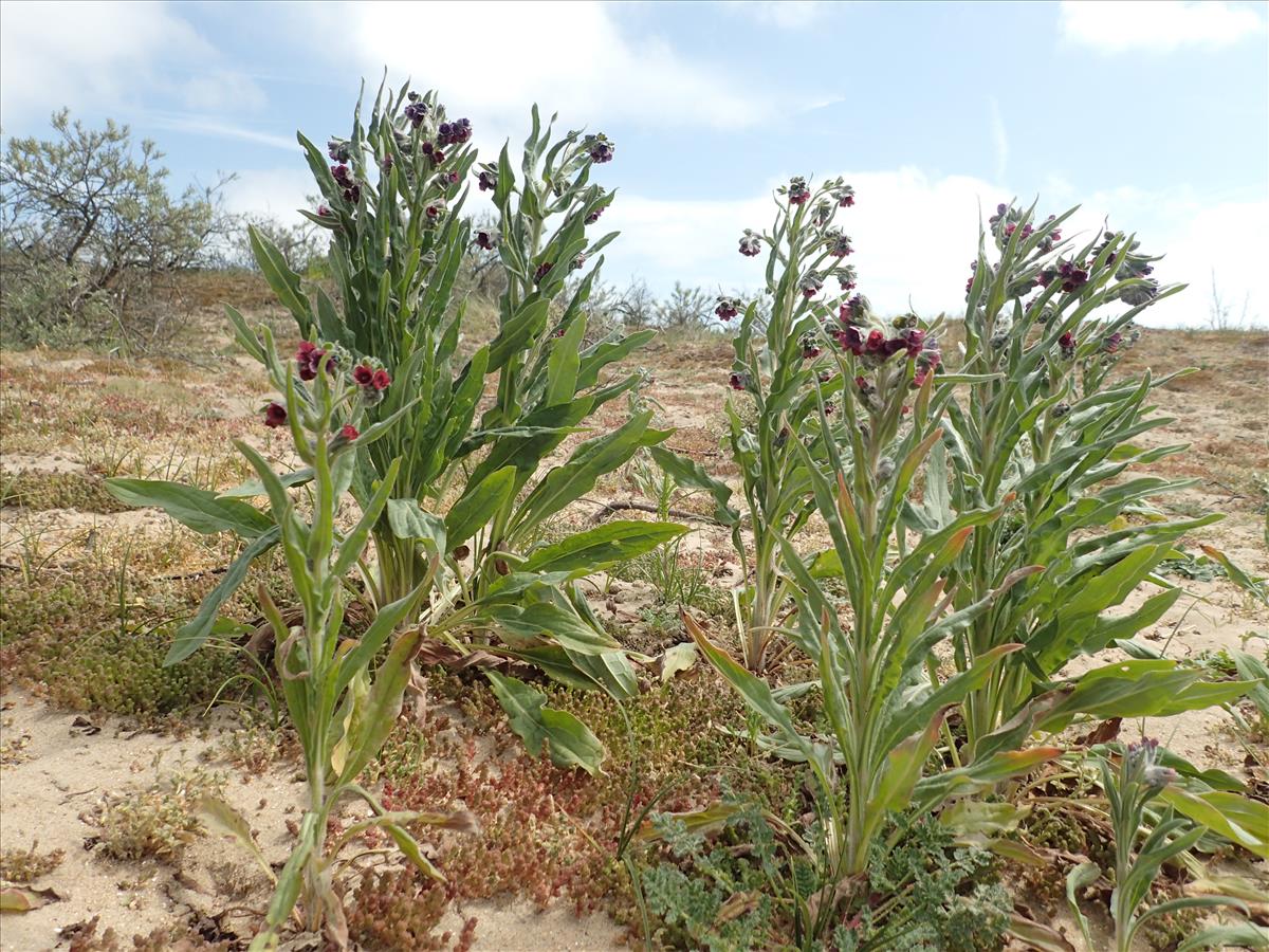 Cynoglossum officinale (door Adrie van Heerden)