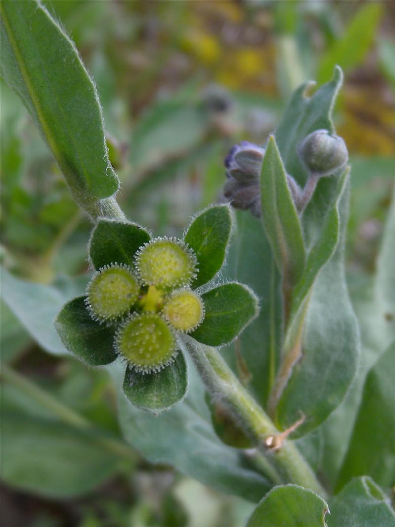 Cynoglossum officinale (door Hans Toetenel)