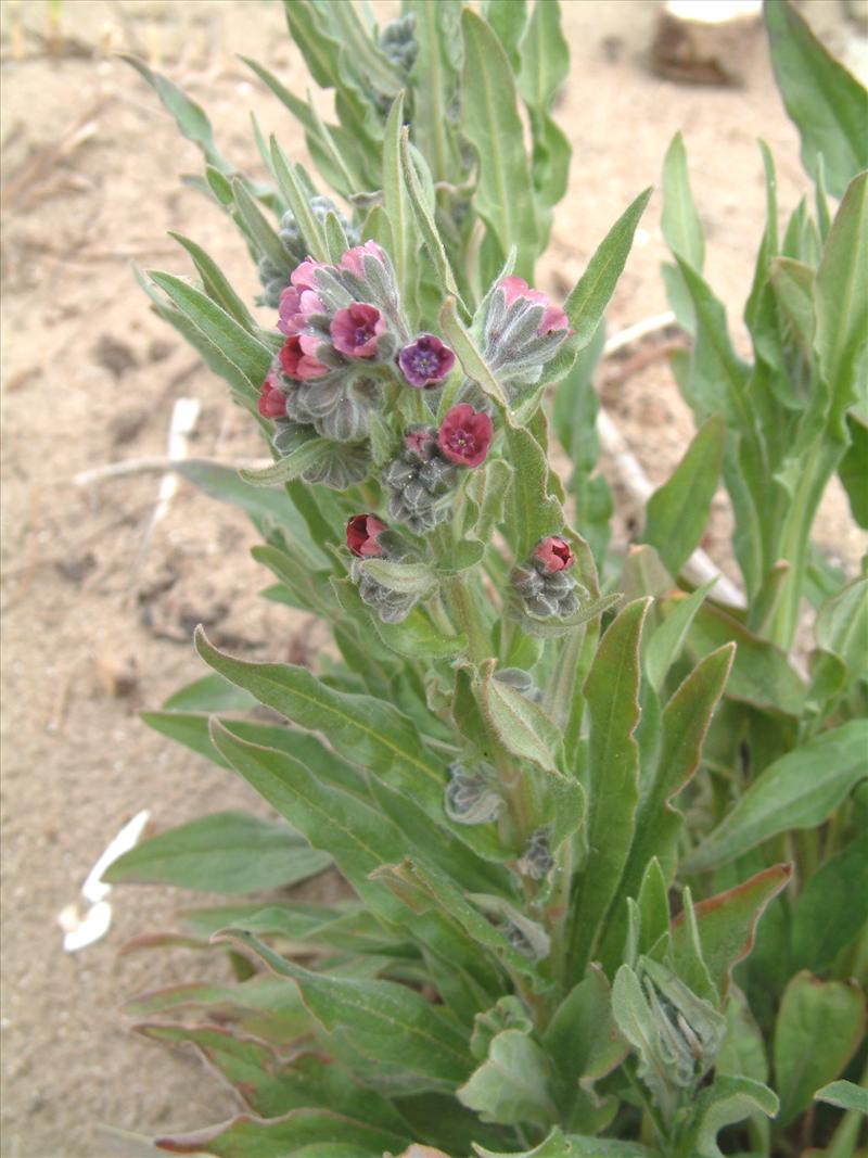 Cynoglossum officinale (door Adrie van Heerden)