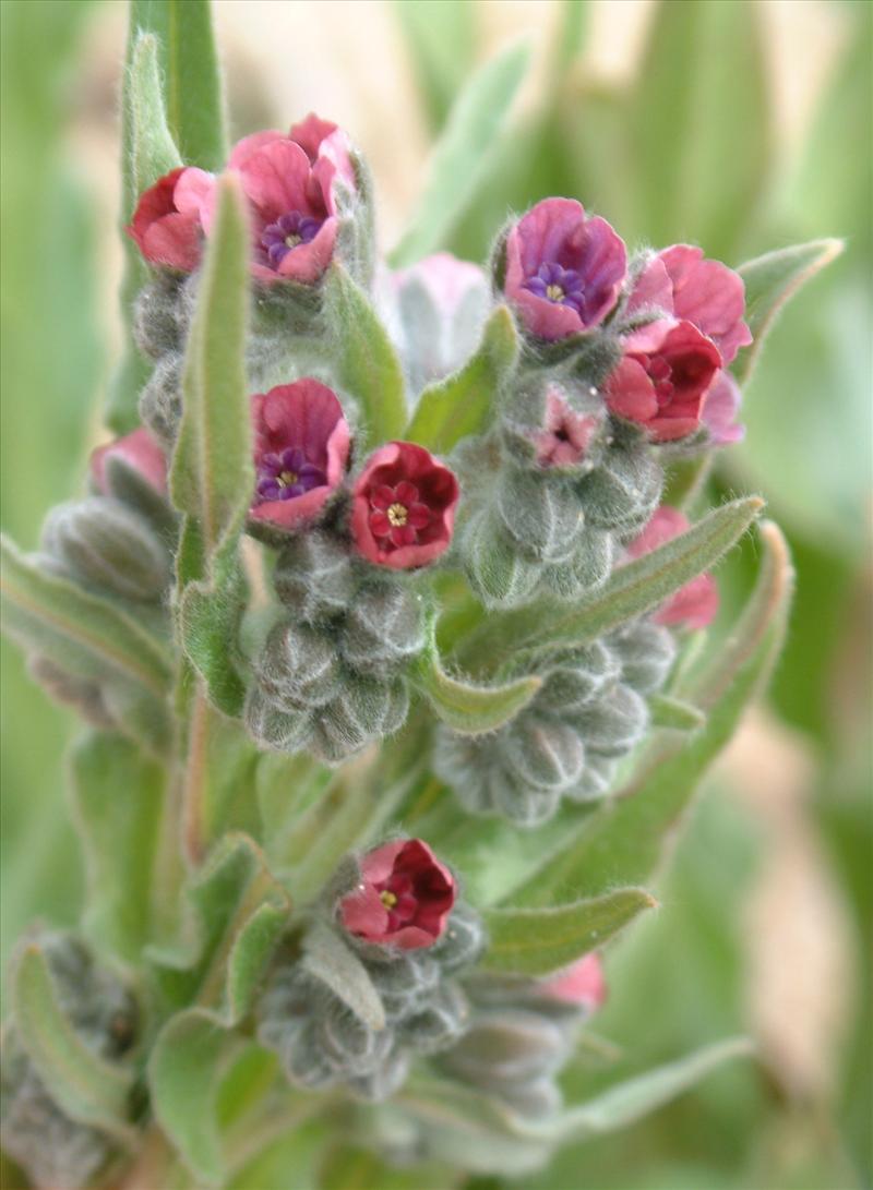 Cynoglossum officinale (door Adrie van Heerden)