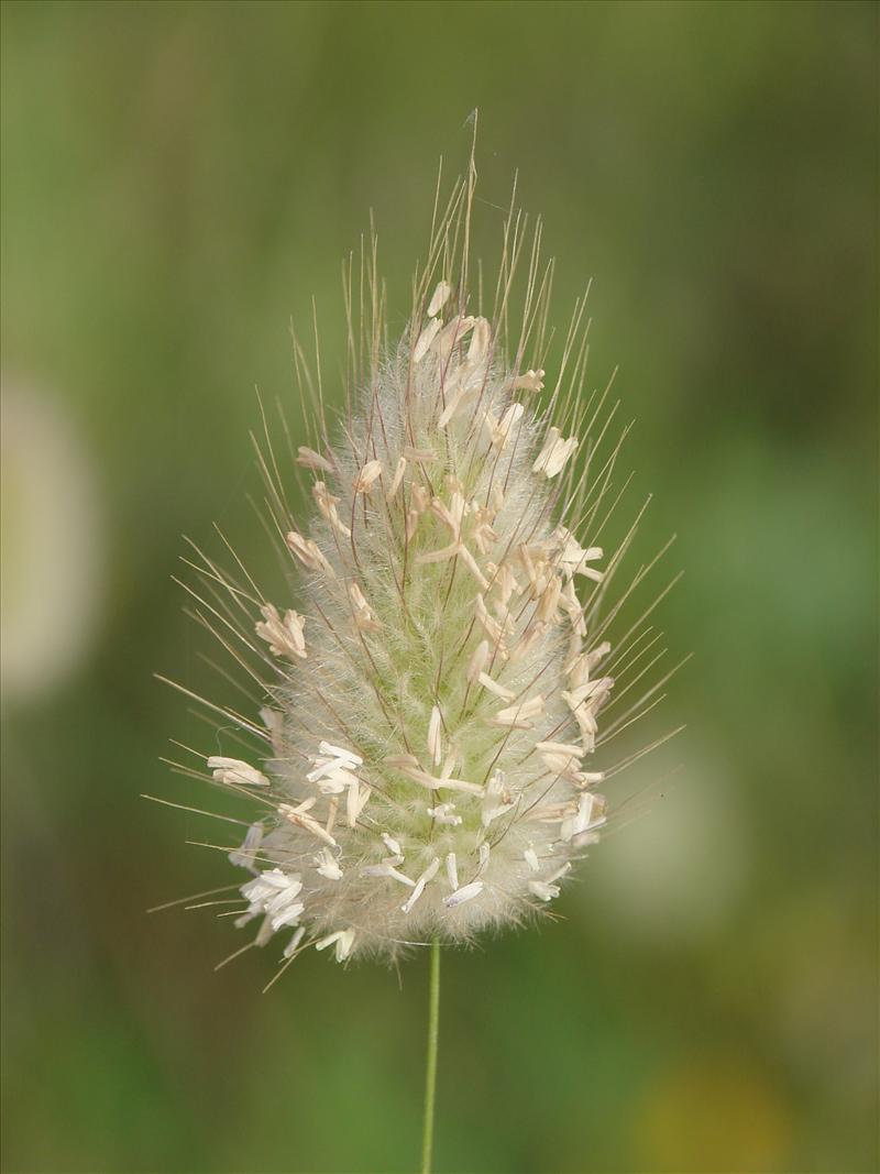 Lagurus ovatus (door Adrie van Heerden)