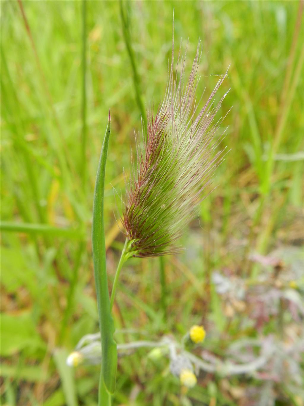 Cynosurus echinatus (door Rutger Barendse)