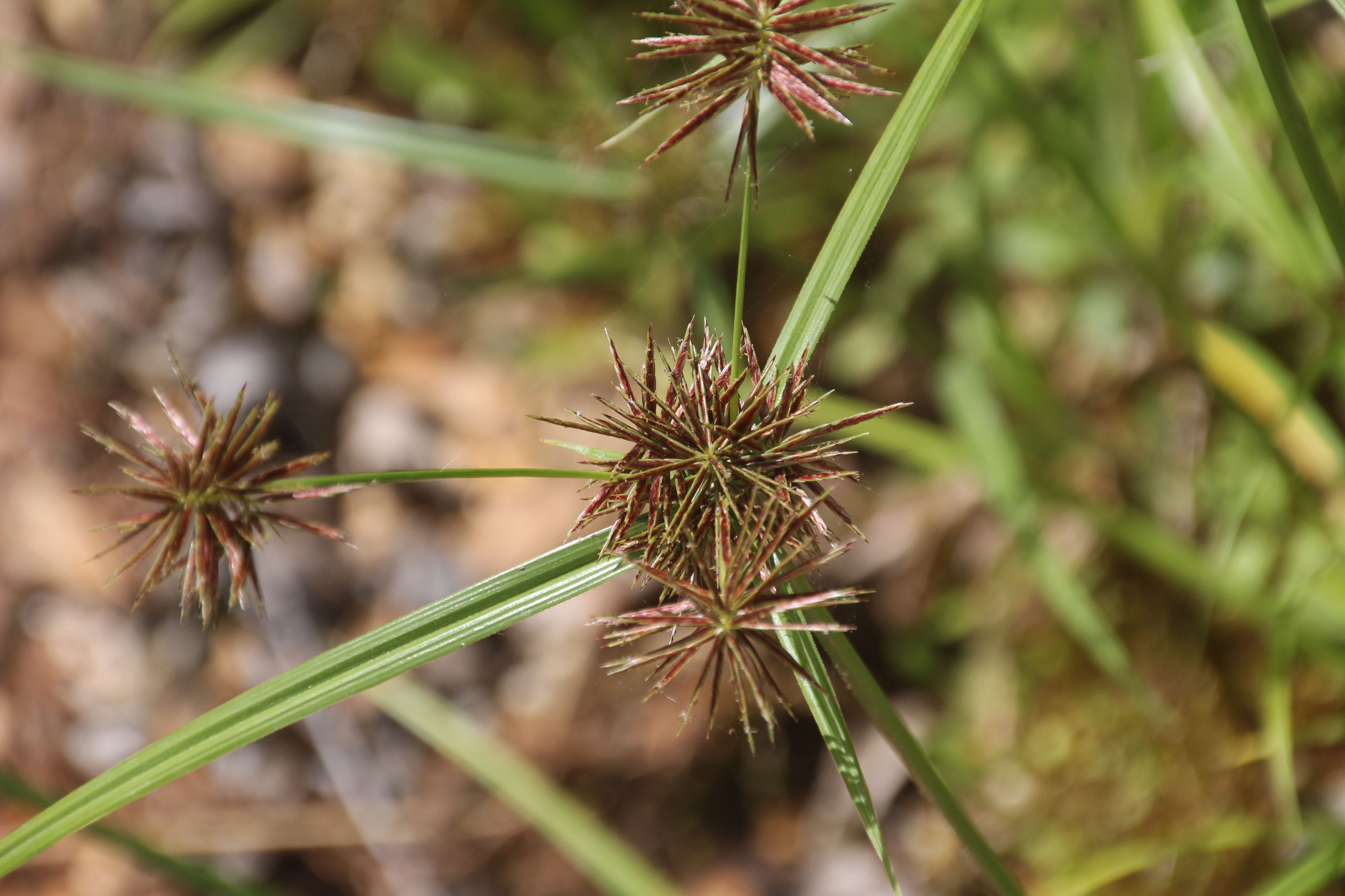 Cyperus congestus (door Pieter Stolwijk)