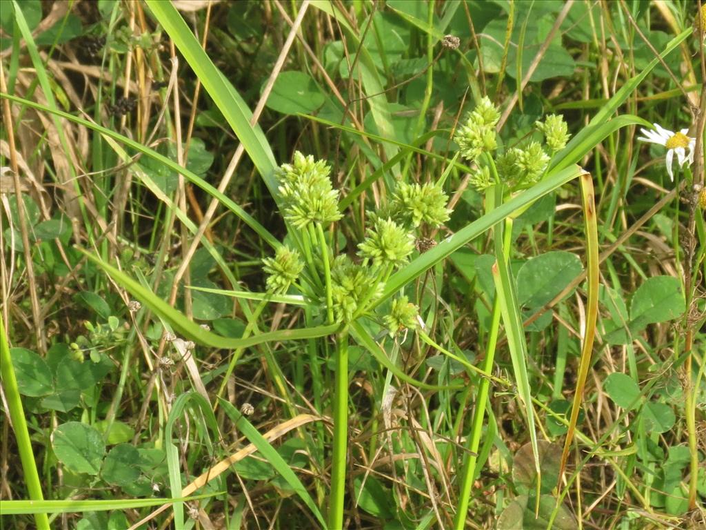 Cyperus eragrostis (door Pieter Stolwijk)