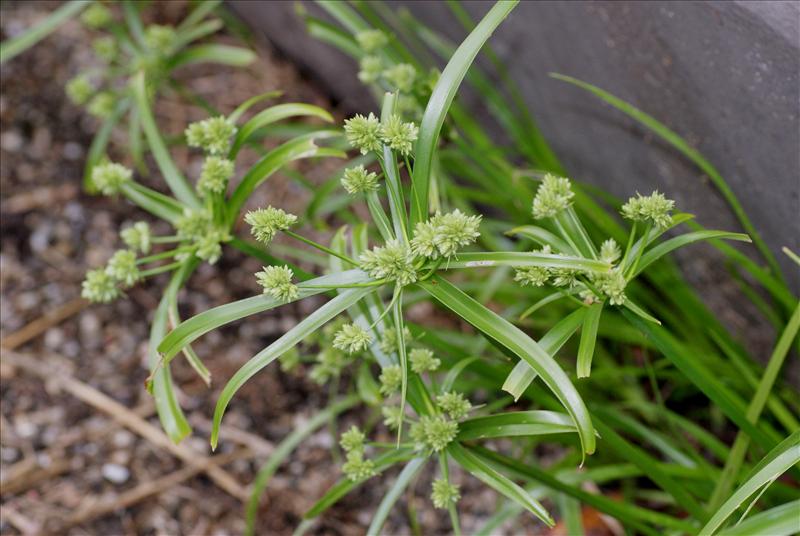 Cyperus eragrostis (door Adrie van Heerden)