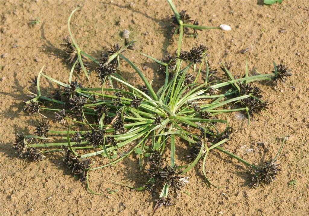 Cyperus fuscus (door Pieter Stolwijk)