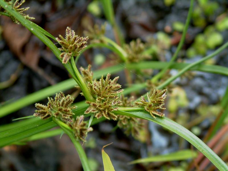 Cyperus fuscus (door Adrie van Heerden)