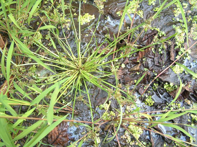 Cyperus fuscus (door Adrie van Heerden)