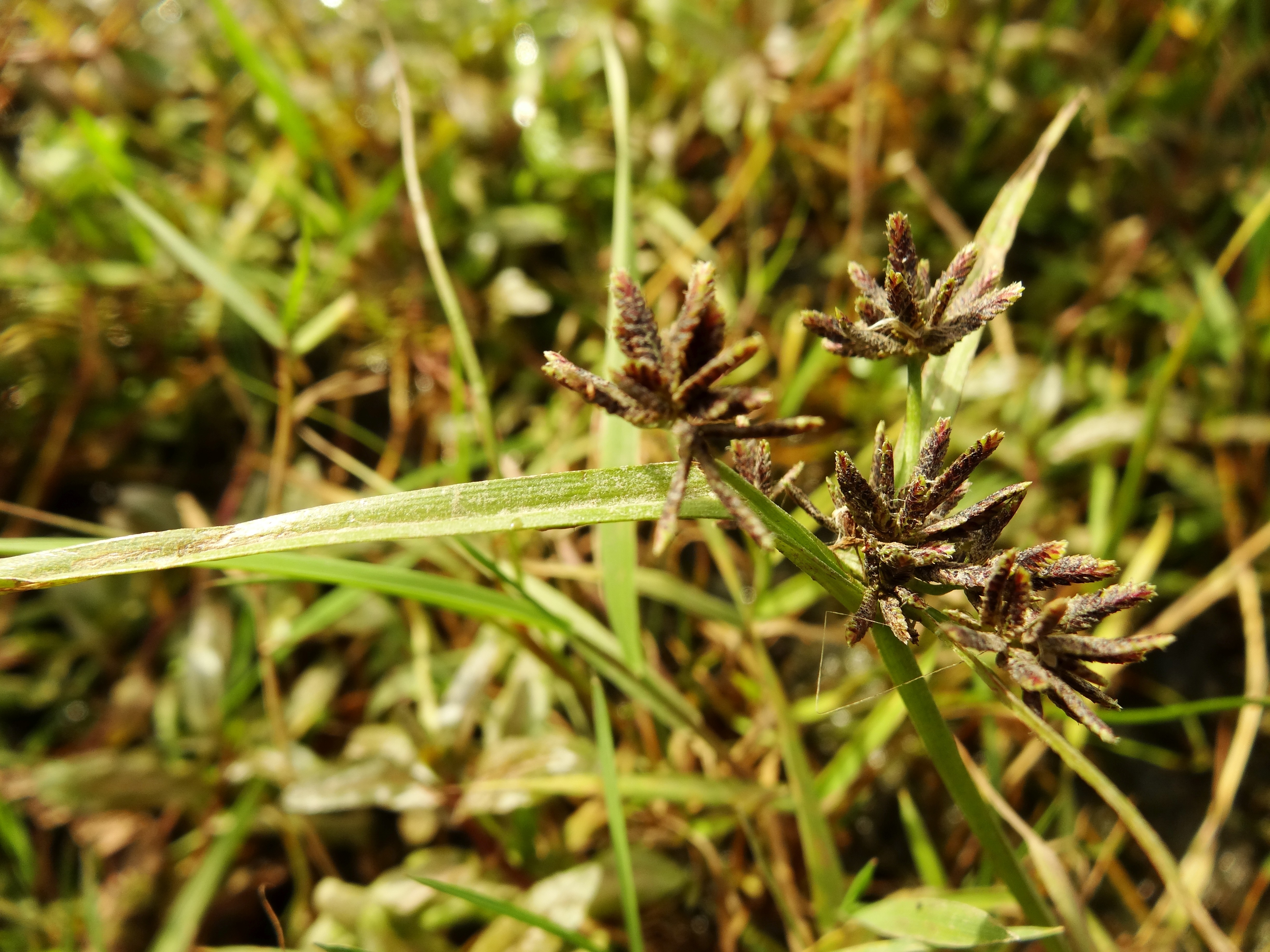 Cyperus fuscus (door Jakob Hanenburg)