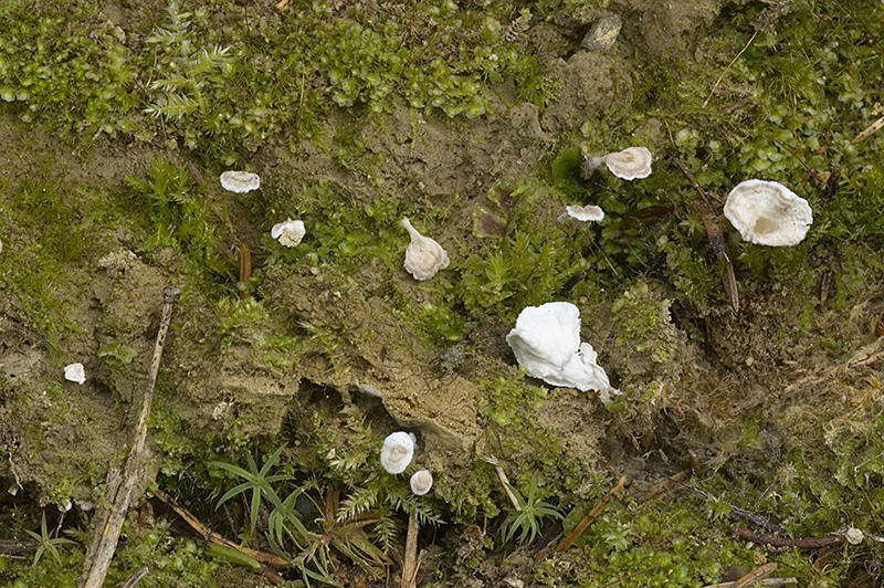 Muscinupta laevis (door Nico Dam)