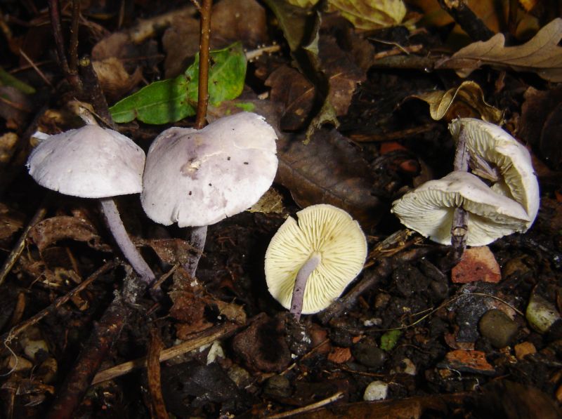 Cystolepiota bucknallii (door Gert Immerzeel)